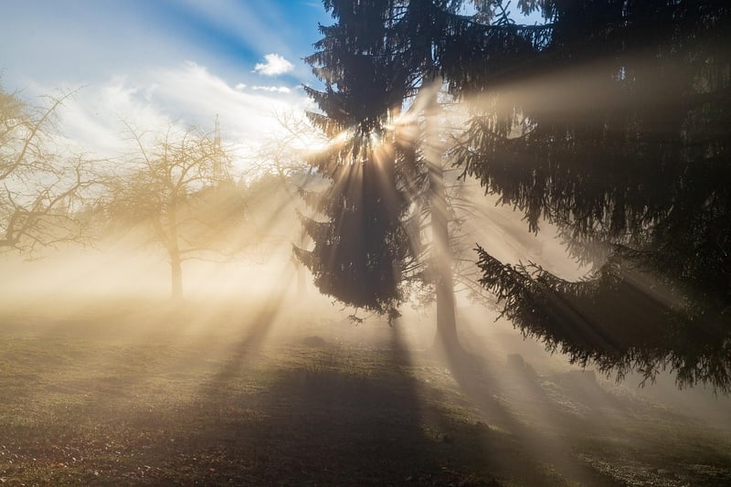 Mystery Secret Fog Fantasy Forest
